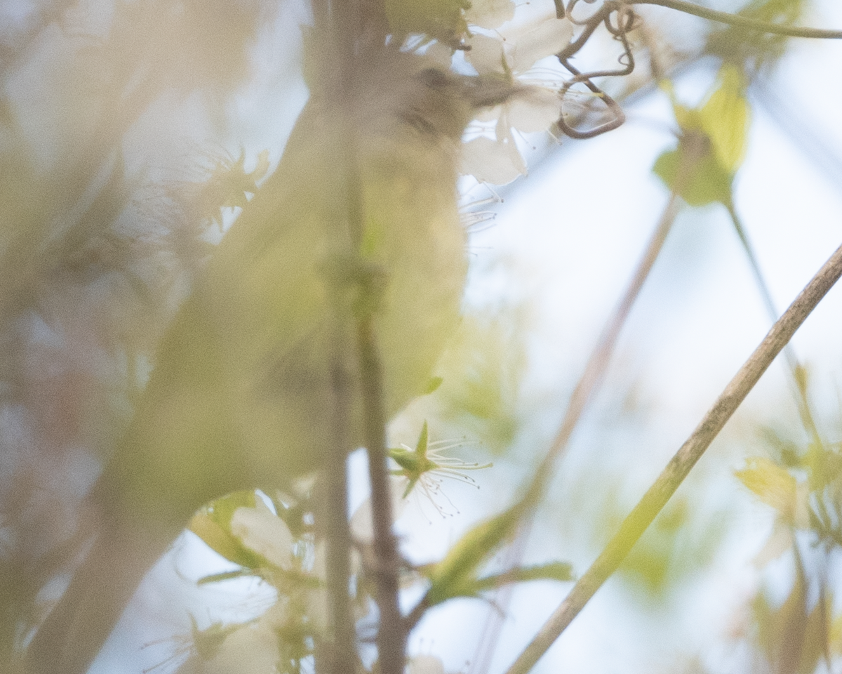 Orange-crowned Warbler - Greg Goodson