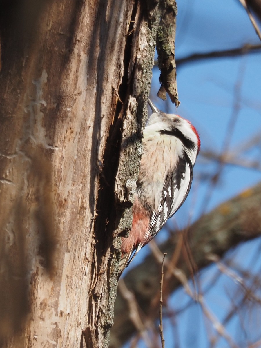 Middle Spotted Woodpecker - ML327116831