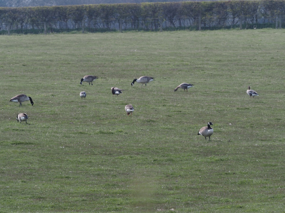 Pink-footed Goose - ML327117701