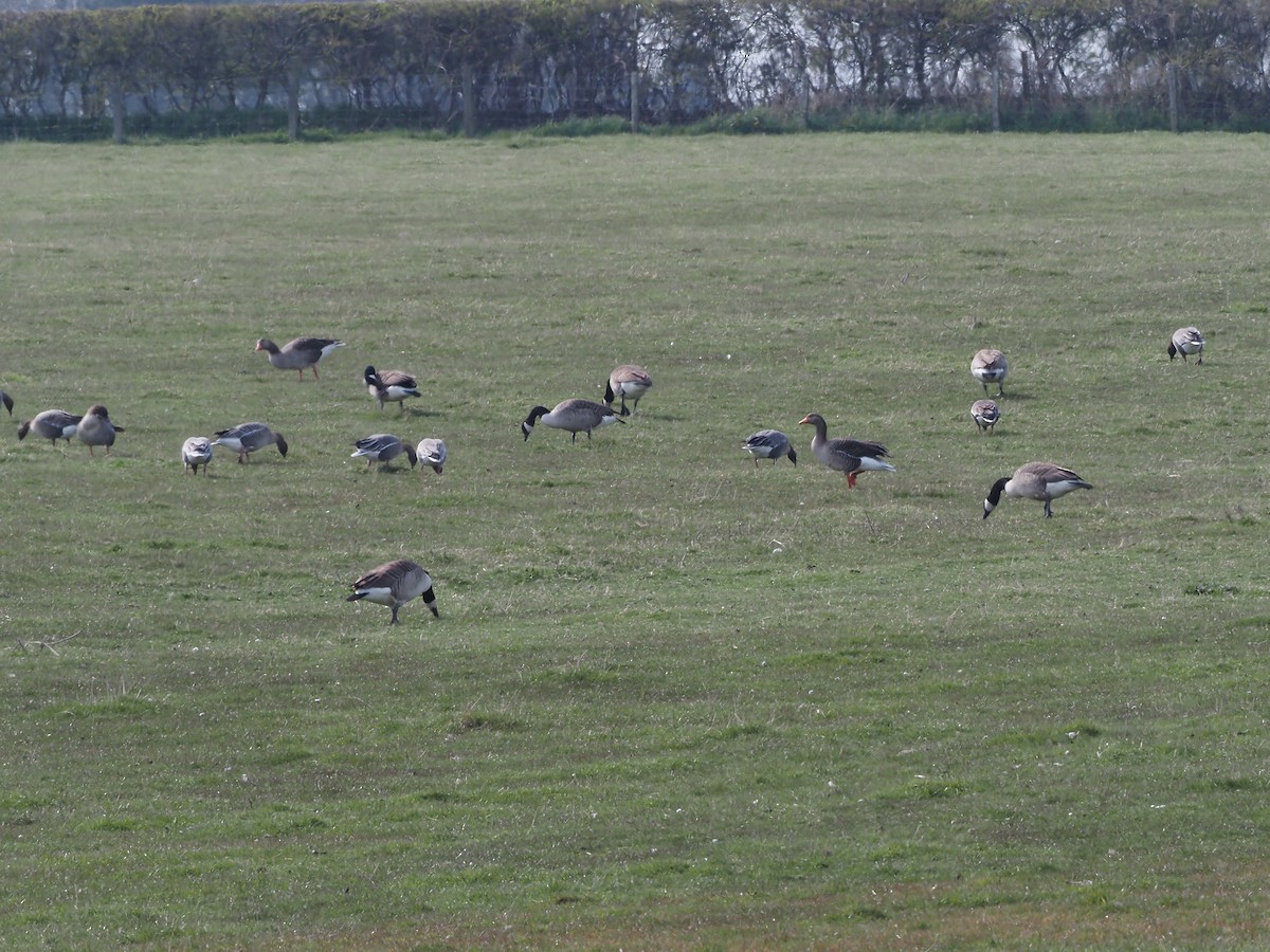 Pink-footed Goose - ML327117821