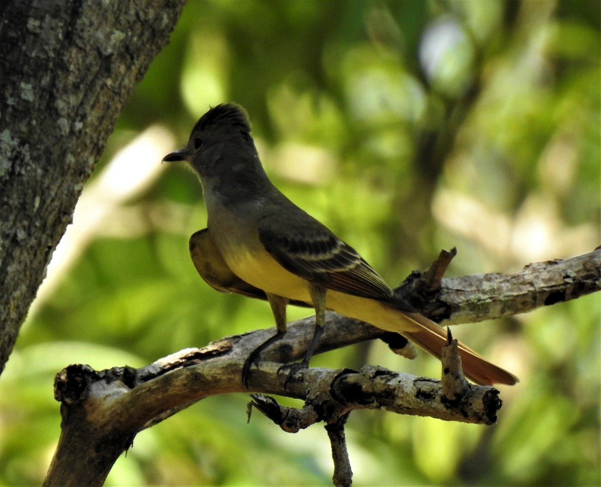 Great Crested Flycatcher - ML327117861