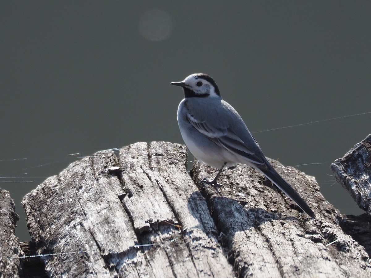 White Wagtail (White-faced) - ML327118061