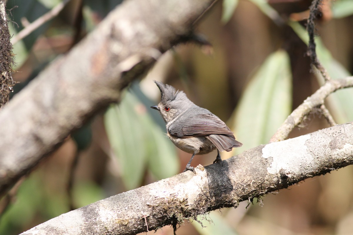 Gray-crested Tit - Gowthama Poludasu