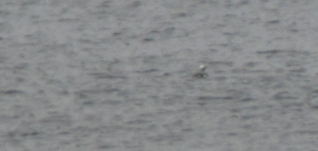 Long-tailed Duck - ML327118801