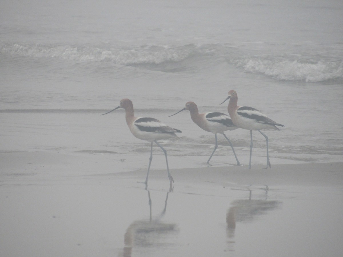 Avocette d'Amérique - ML327119031