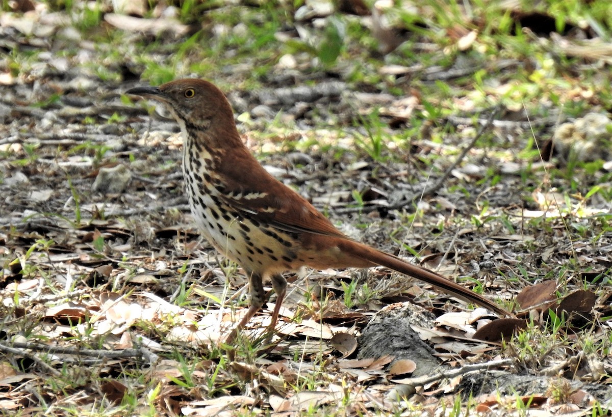 Brown Thrasher - Monica Hesles