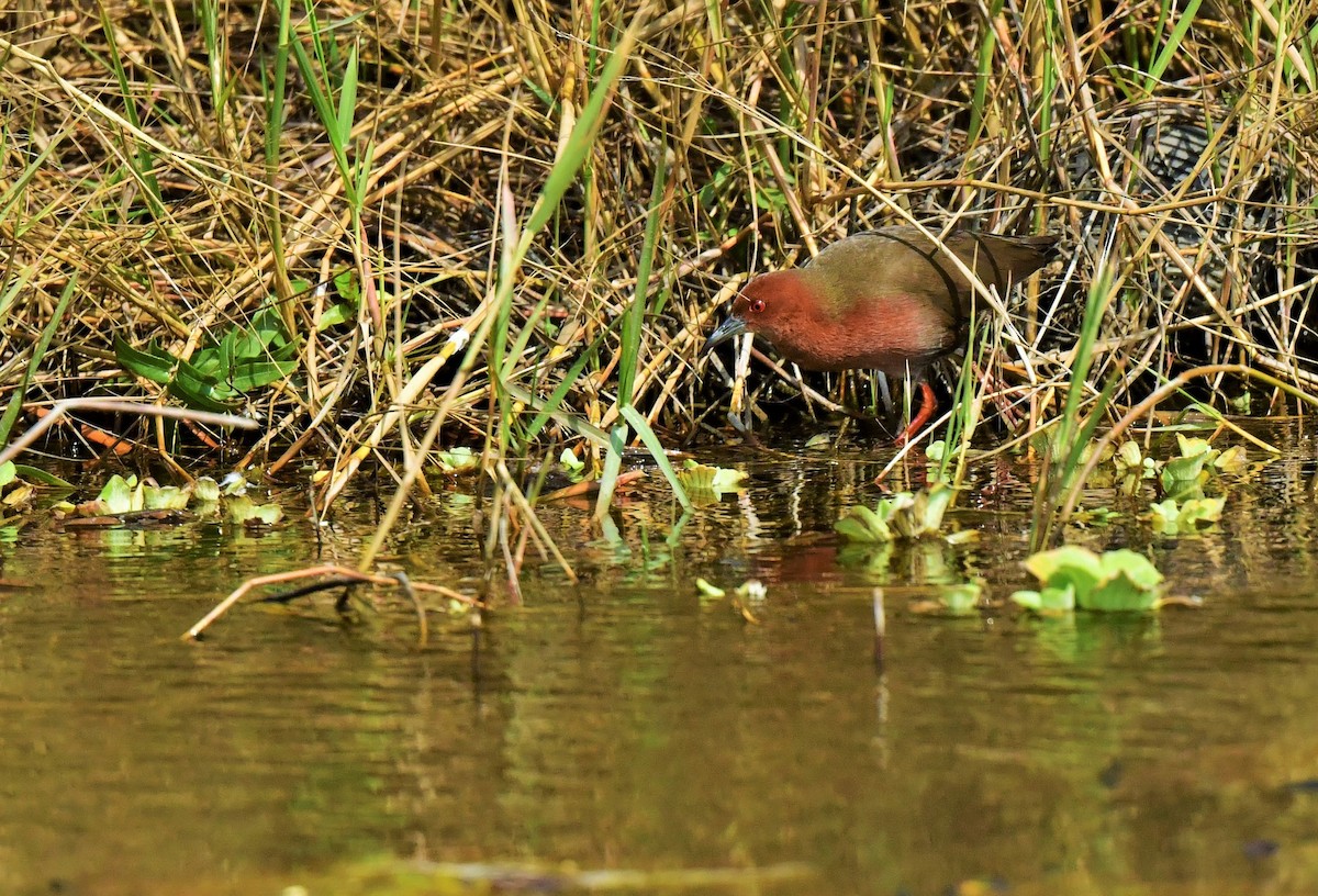 Ruddy-breasted Crake - ML327120331