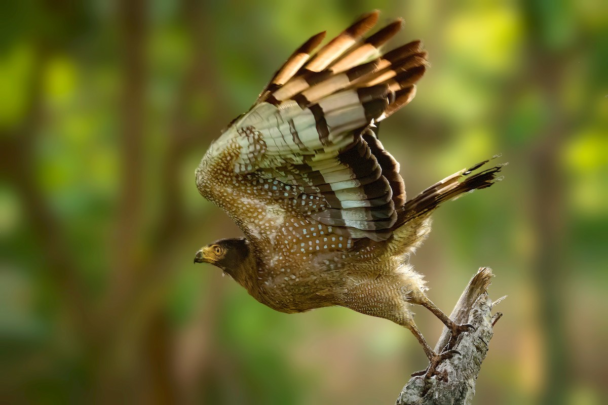 Crested Serpent-Eagle - ML327122371