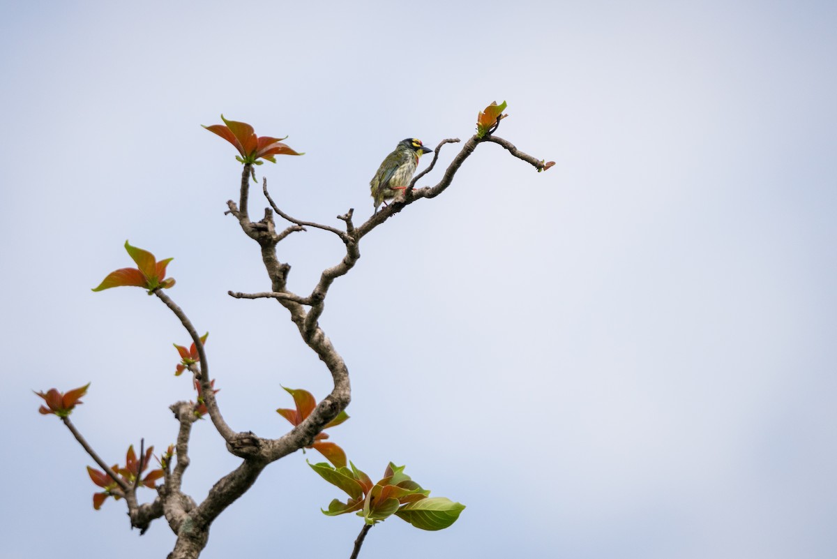 Coppersmith Barbet - ML327122391