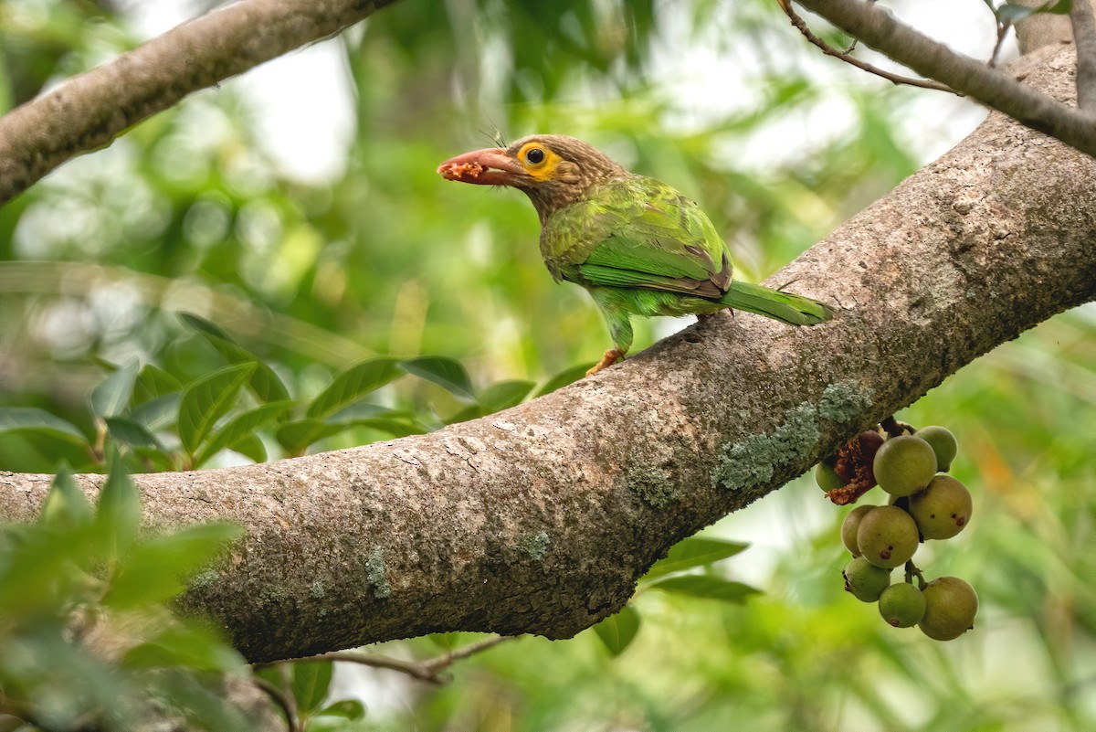 Braunkopf-Bartvogel - ML327122401