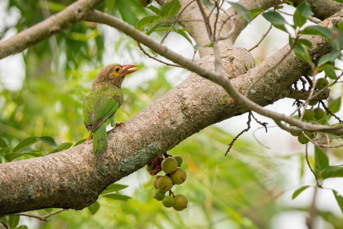 Kahverengi Başlı Barbet - ML327122421