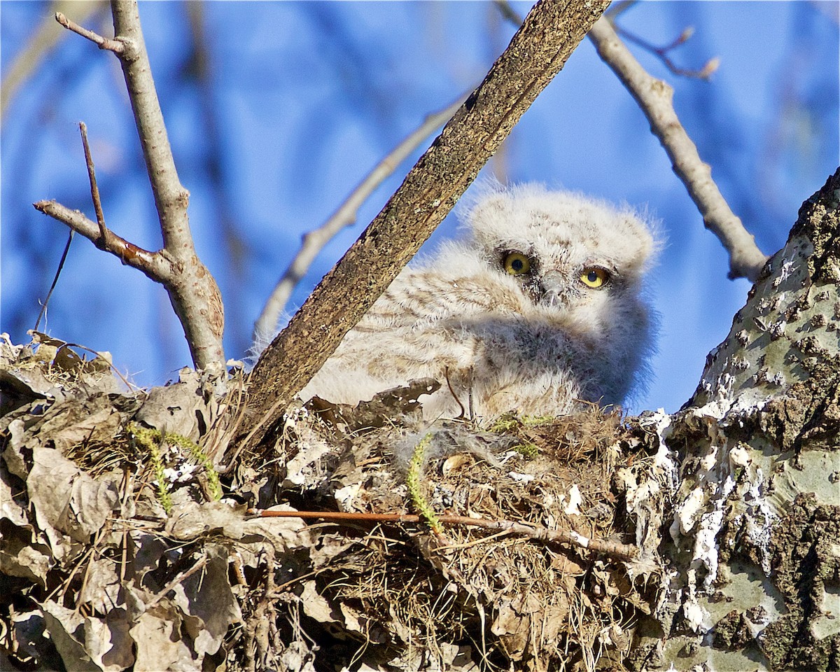 Great Horned Owl - ML327122601