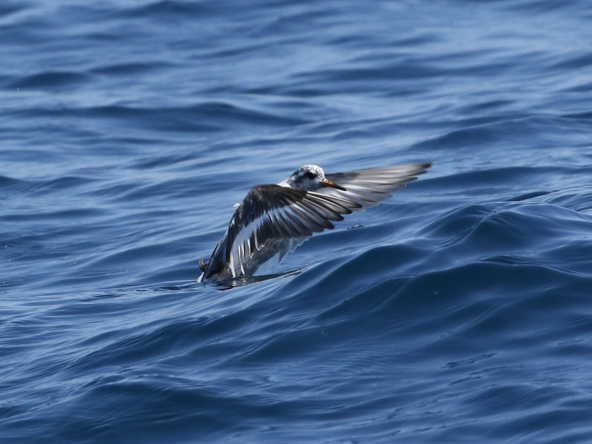 Red Phalarope - Steve Calver