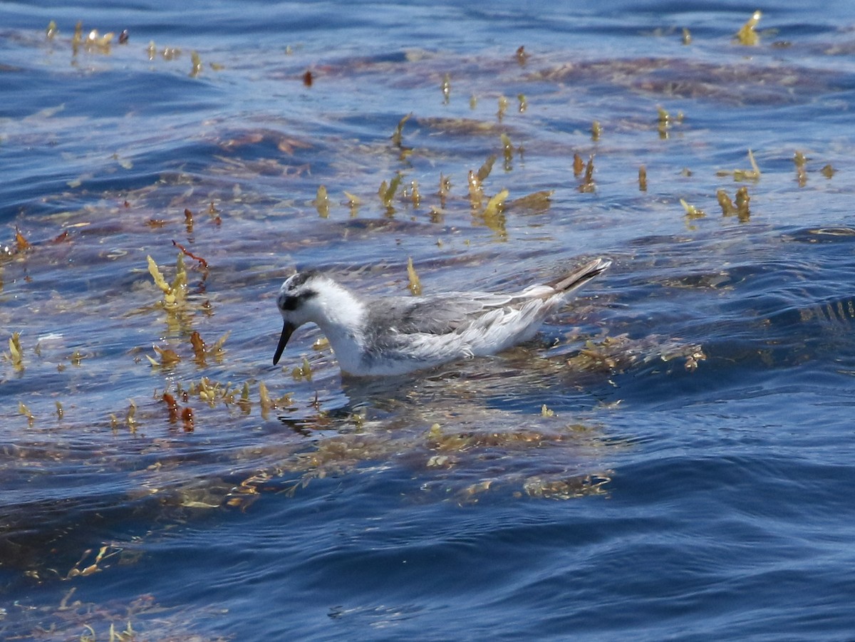 Red Phalarope - Steve Calver