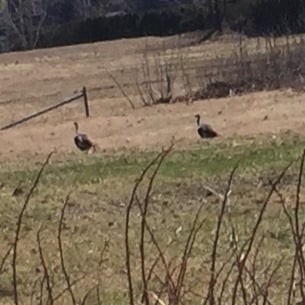 Wild Turkey - ML327126901