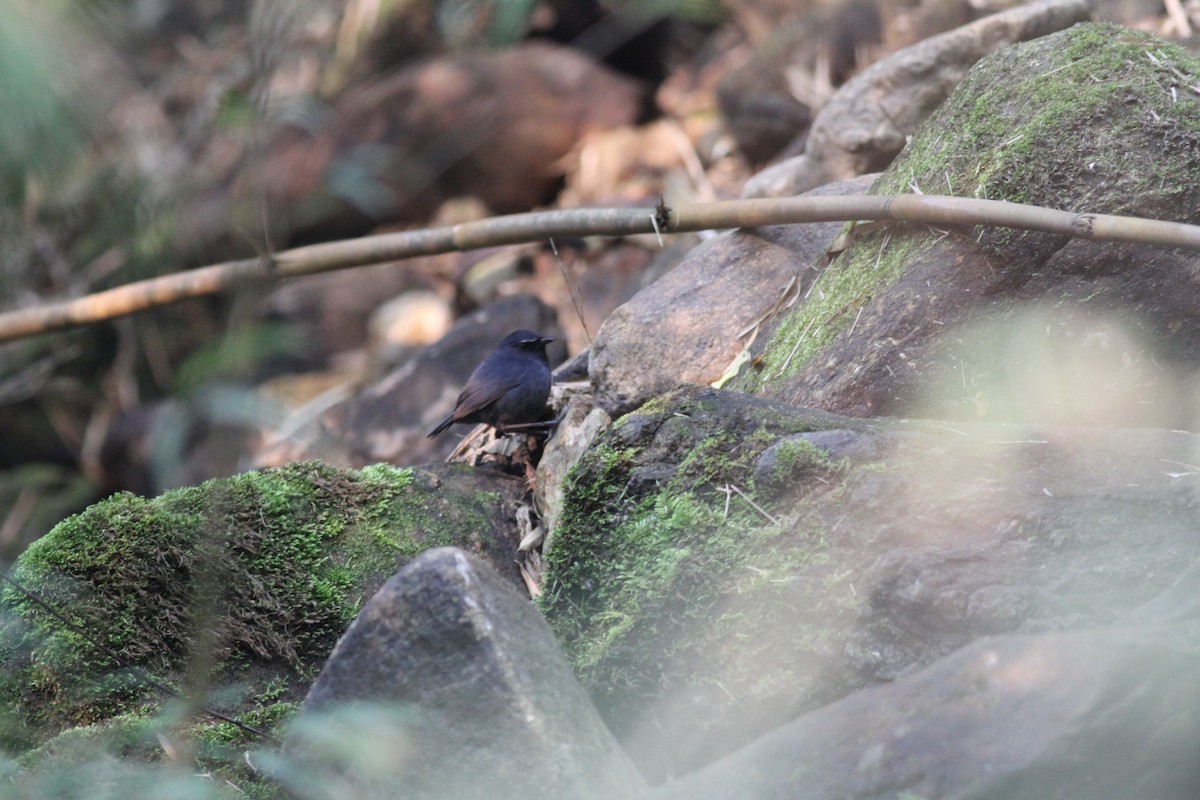 Lesser Shortwing - Gowthama Poludasu