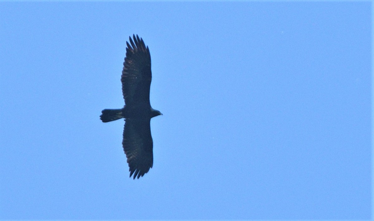 Golden Eagle - Tomáš Grim