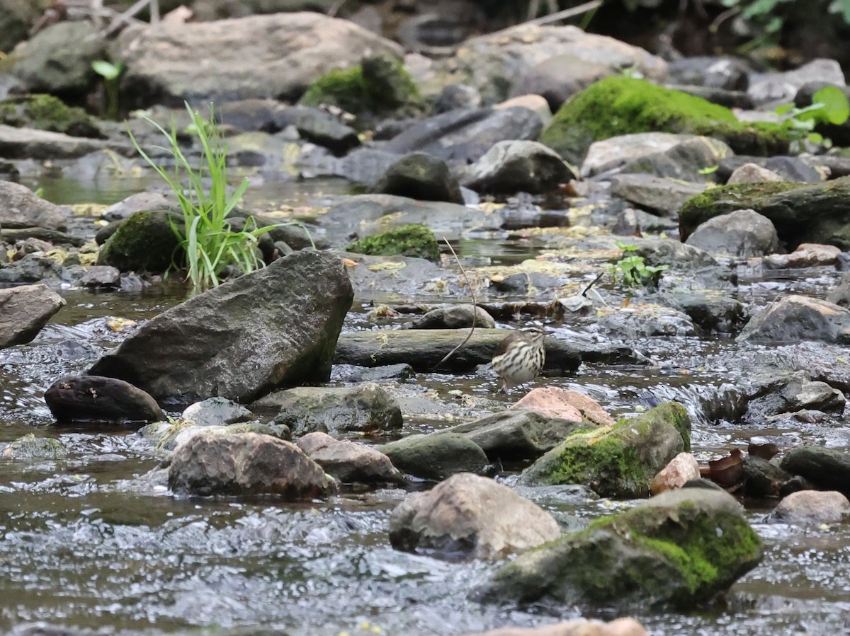 Louisiana Waterthrush - ML327128741