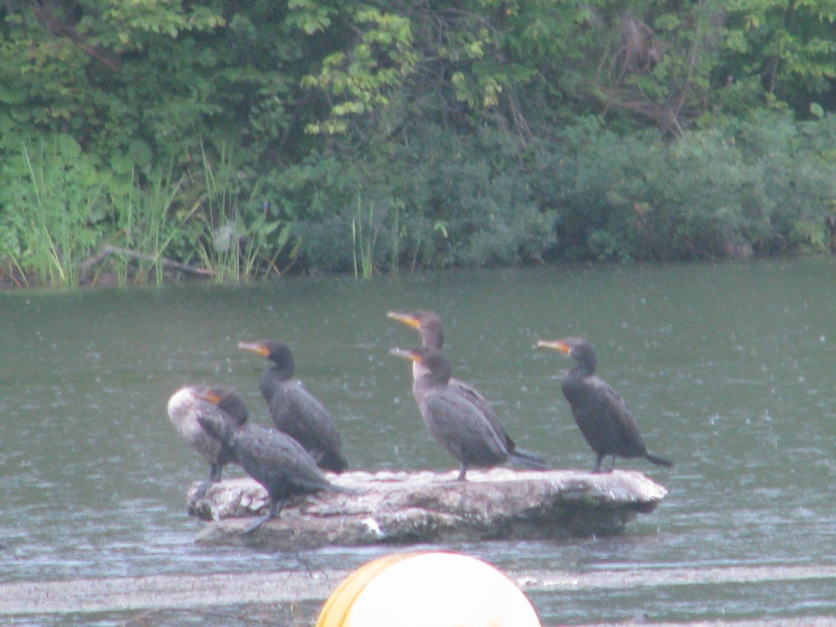 Double-crested Cormorant - Valérie Comeau