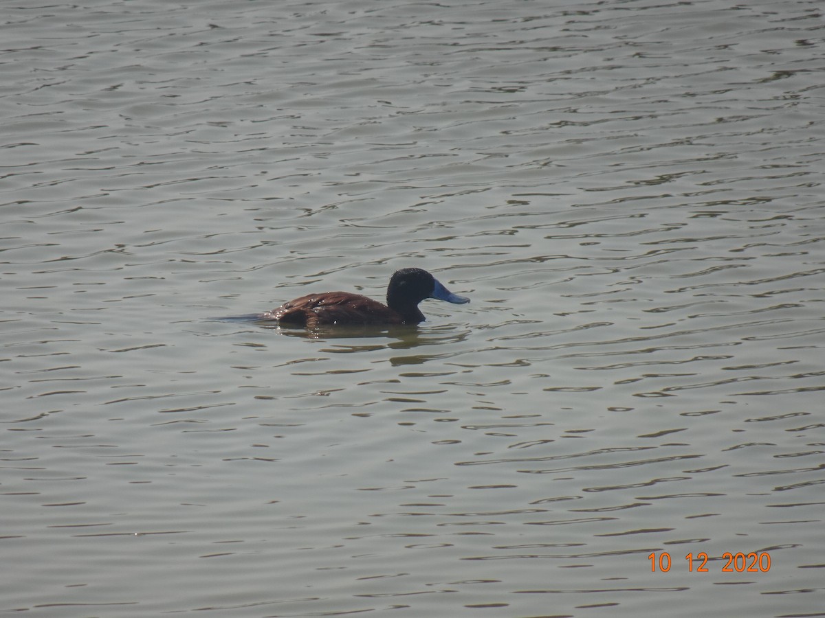 Andean Duck - ML327134081