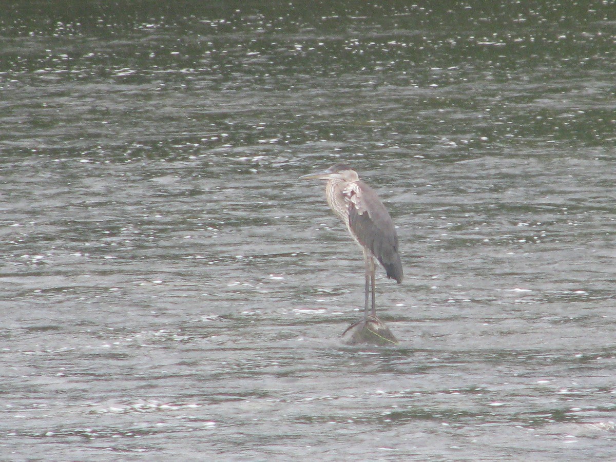 Great Blue Heron - ML32713431