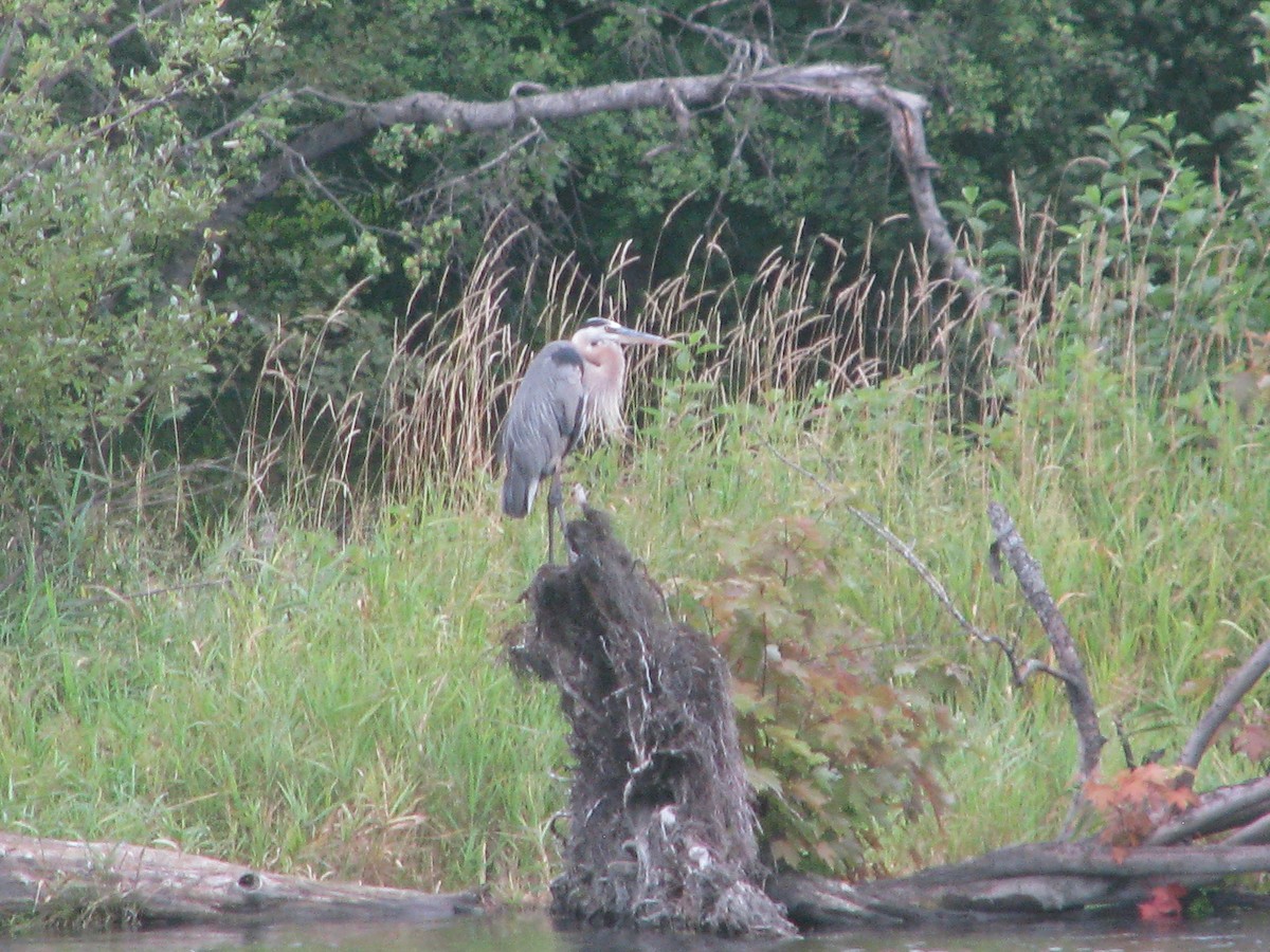 Great Blue Heron - ML32713441