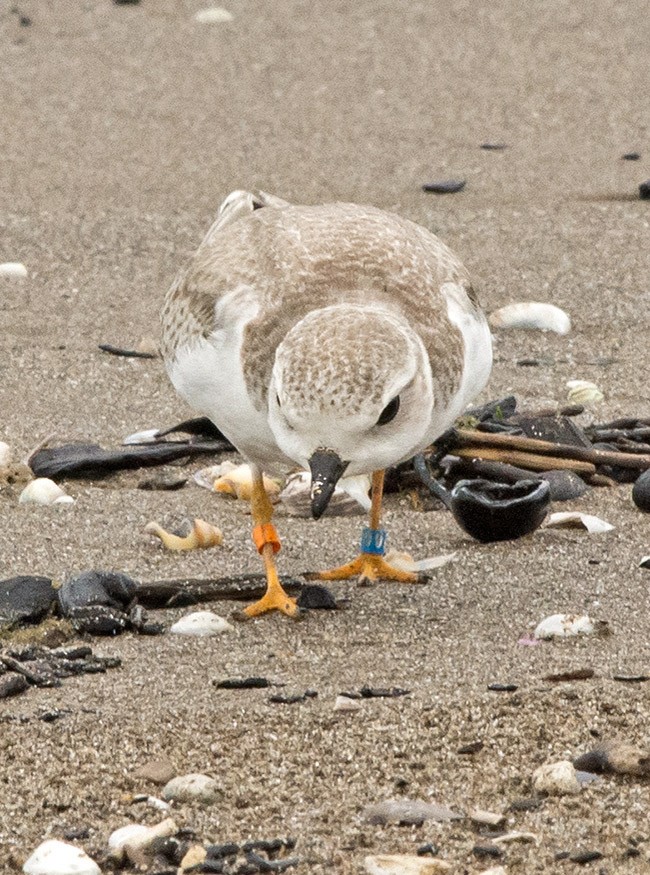 Piping Plover - ML32713481