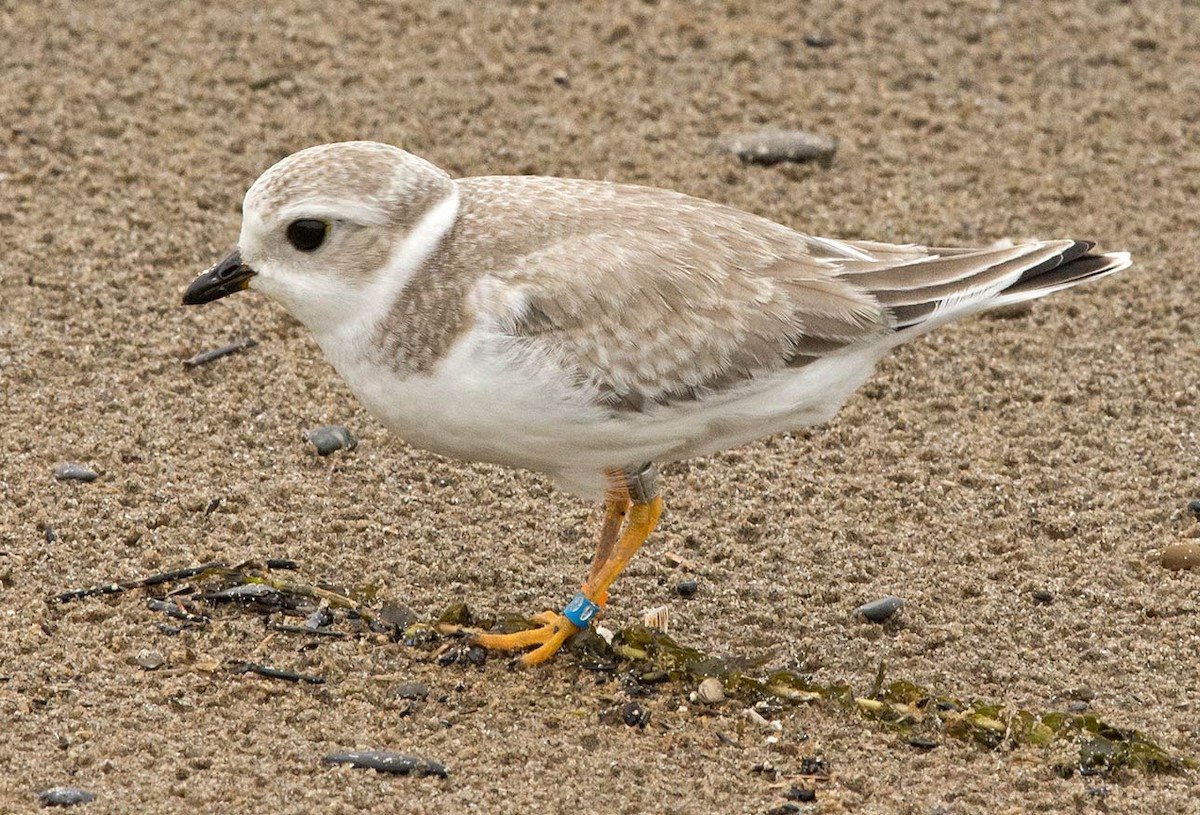 Piping Plover - ML32713491