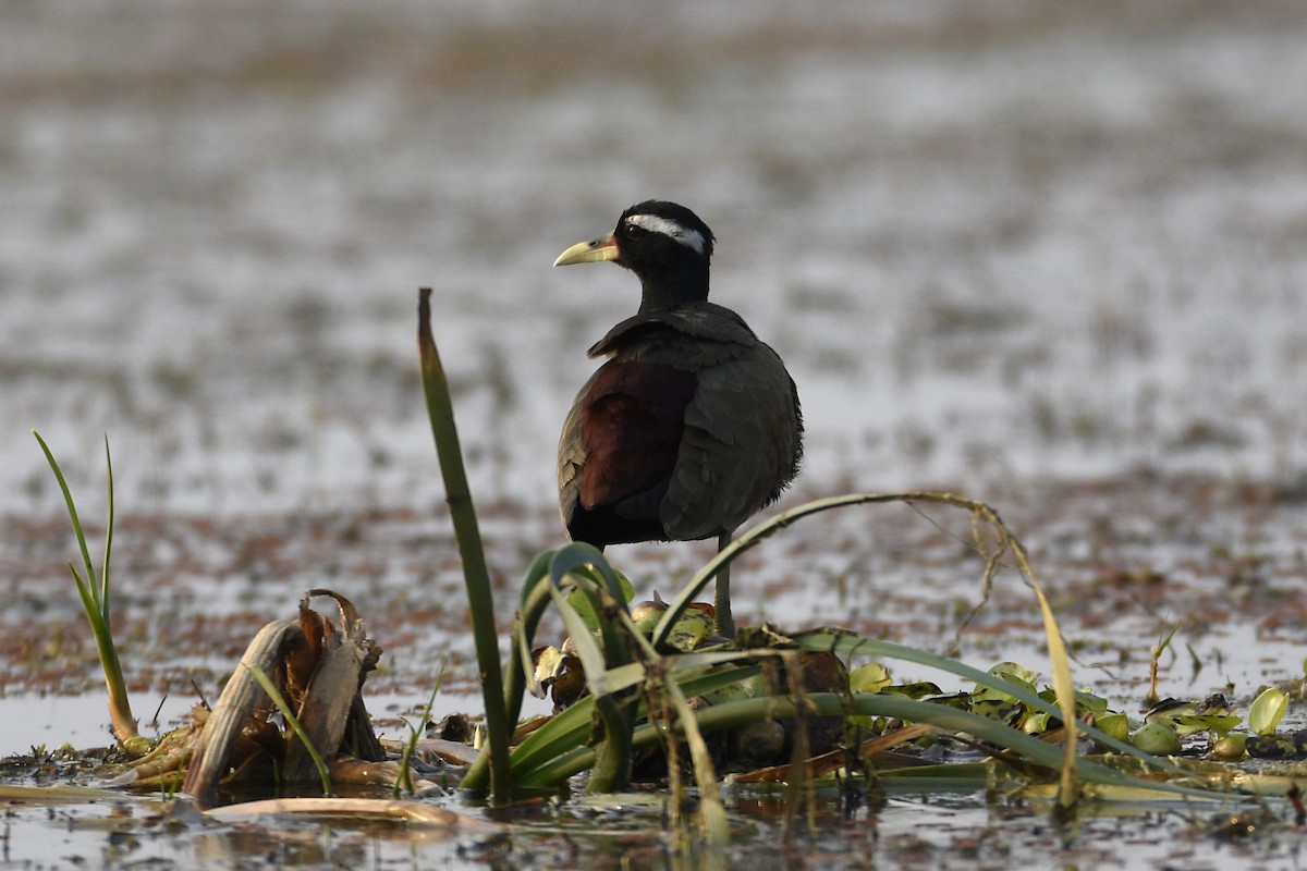 Bronze-winged Jacana - Sandeep Biswas