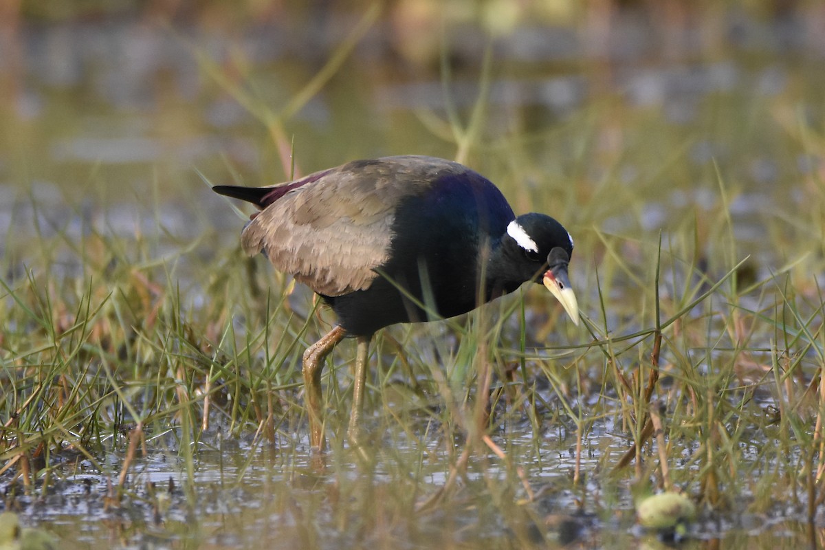 Bronze-winged Jacana - Sandeep Biswas