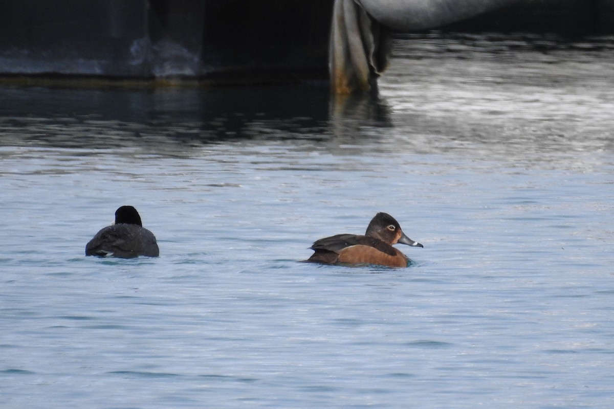 Ring-necked Duck - ML327137291