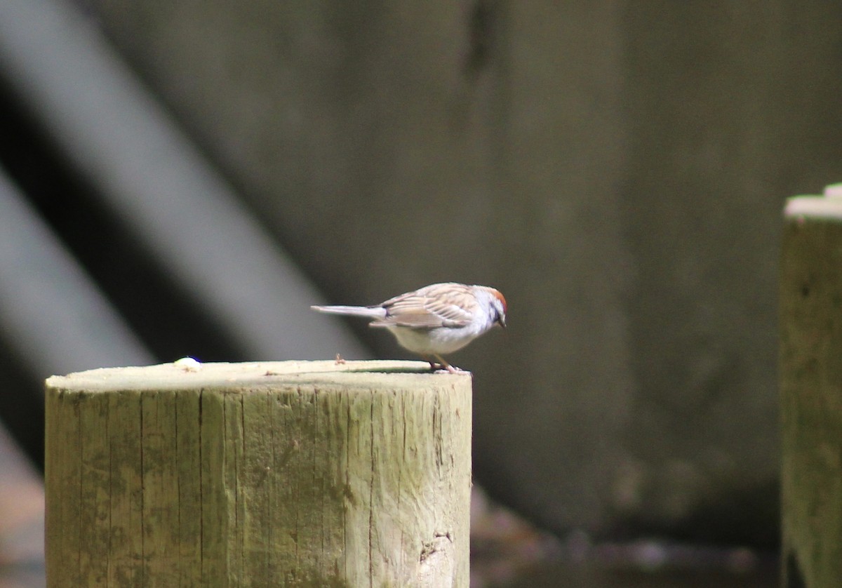 Chipping Sparrow - ML327137351
