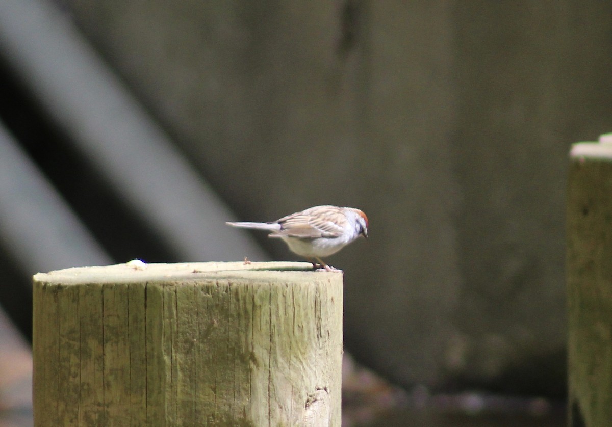 Chipping Sparrow - Jeremy Peters