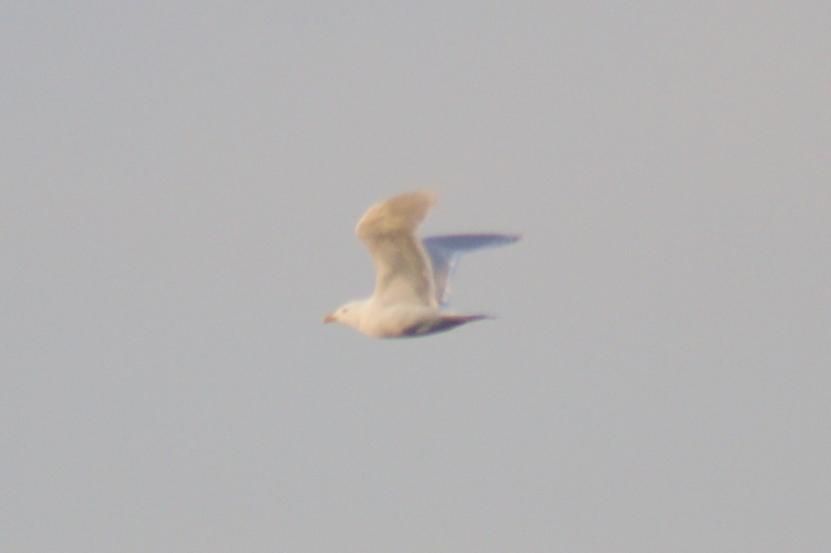 Iceland Gull - ML327142891