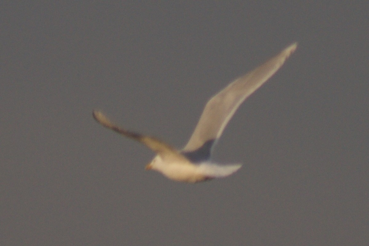 Iceland Gull - ML327142901