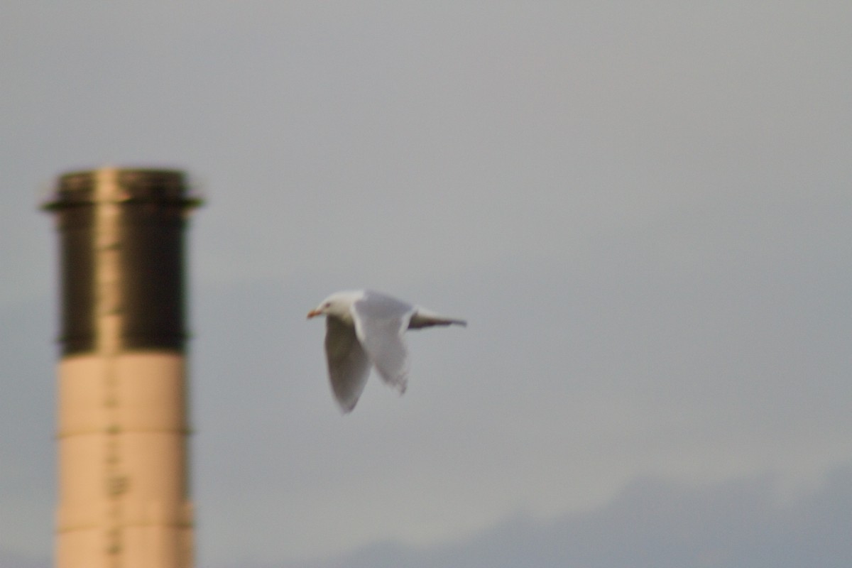 Iceland Gull - ML327142951