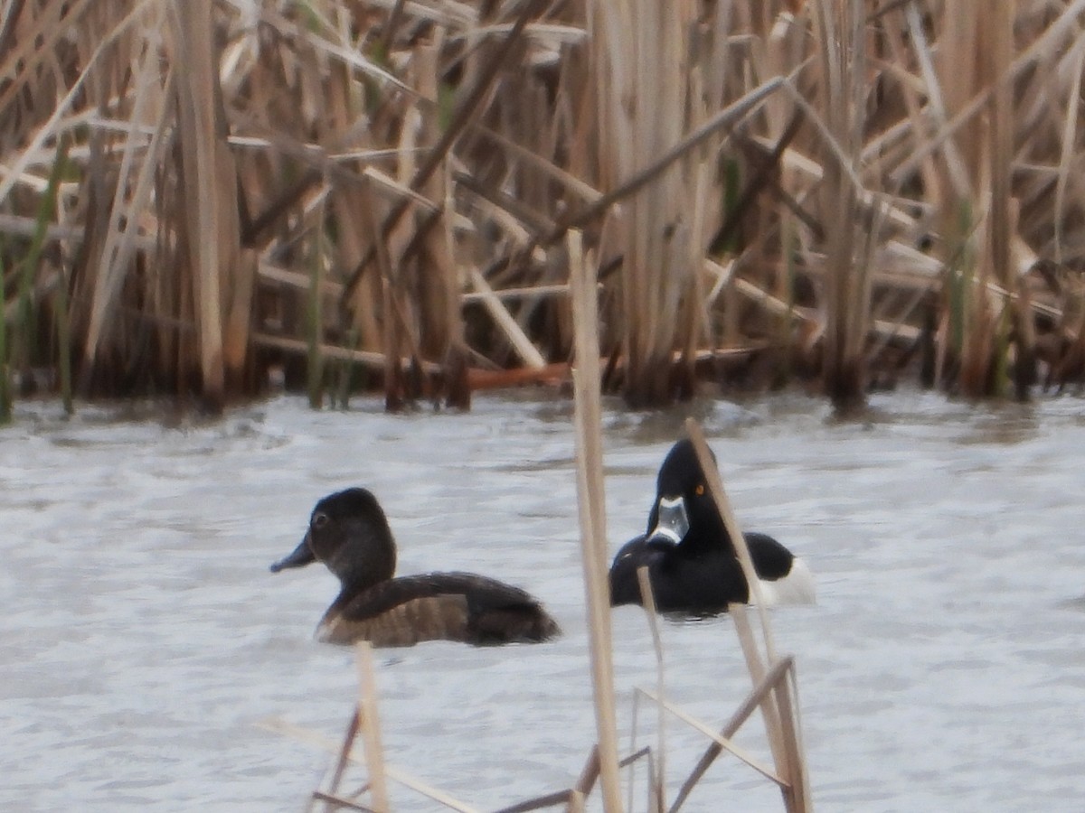 Ring-necked Duck - ML327143351