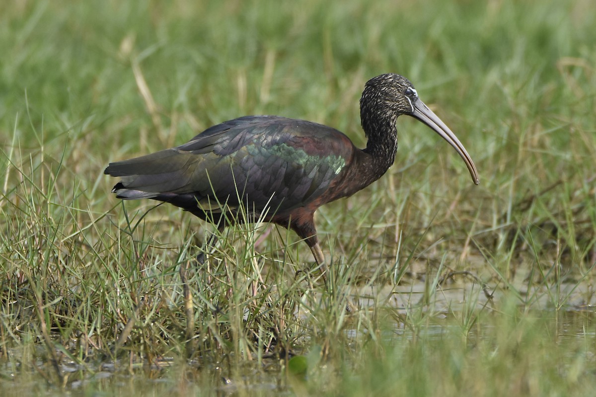 Glossy Ibis - Sandeep Biswas