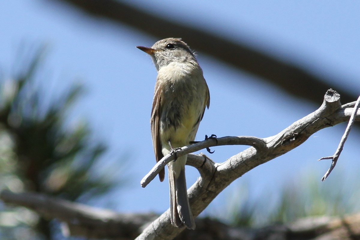 Dusky Flycatcher - ML32714501