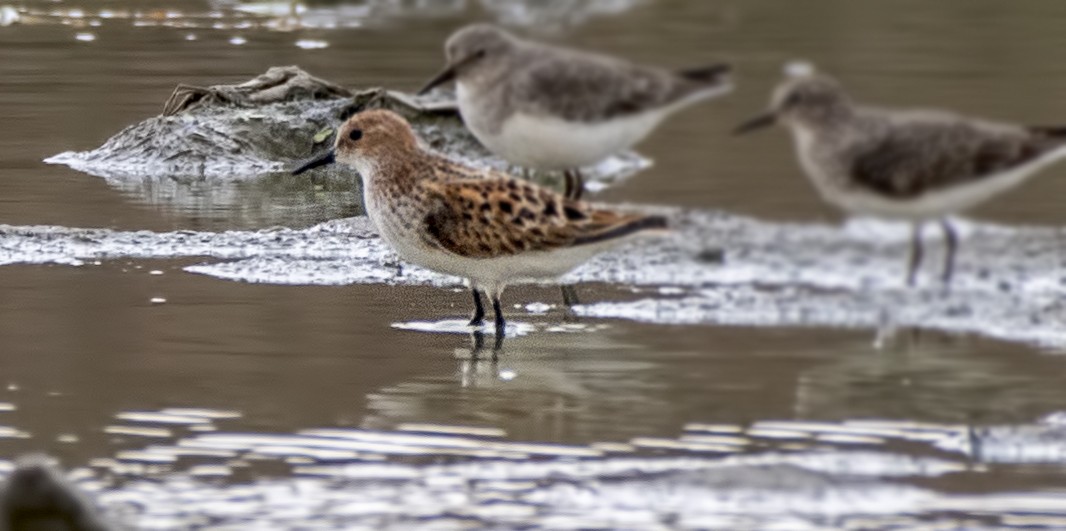 Little Stint - ML327149701