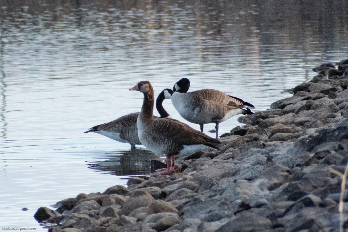 Domestic goose sp. x Canada Goose (hybrid) - ML327151621