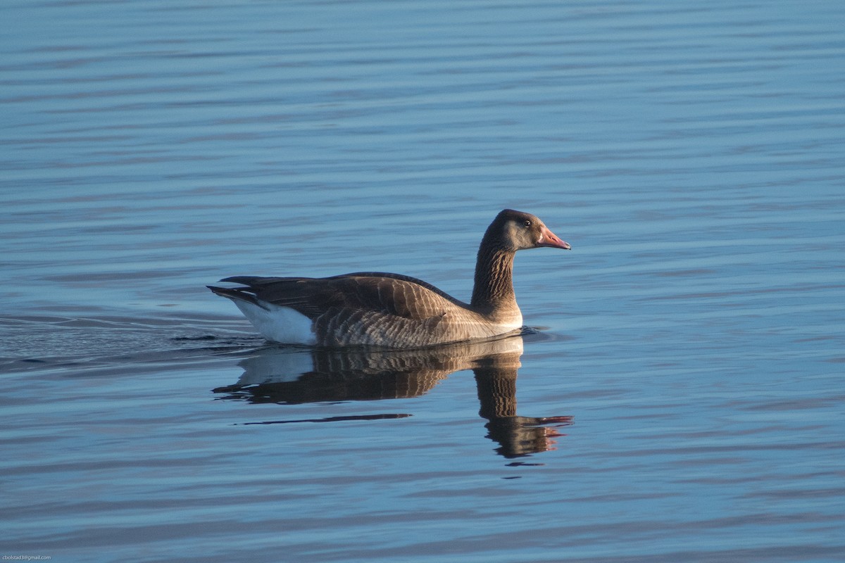 Domestic goose sp. x Canada Goose (hybrid) - ML327151711