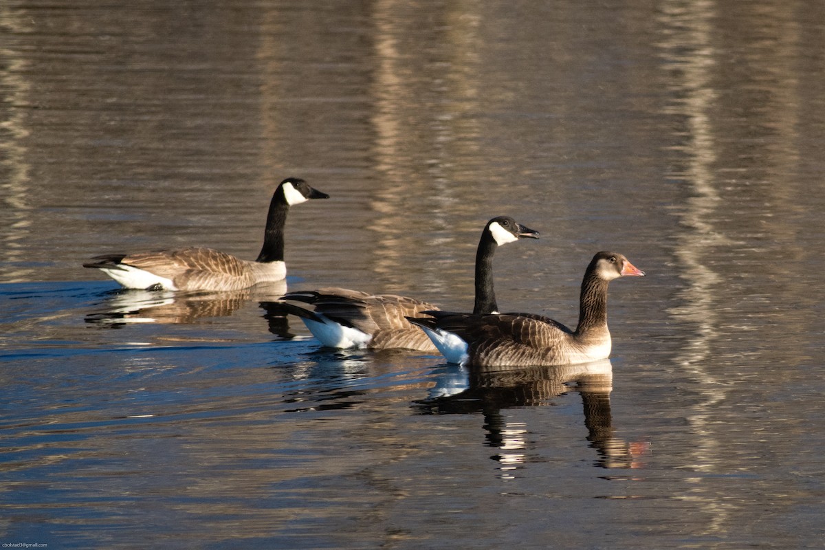 Domestic goose sp. x Canada Goose (hybrid) - ML327151721