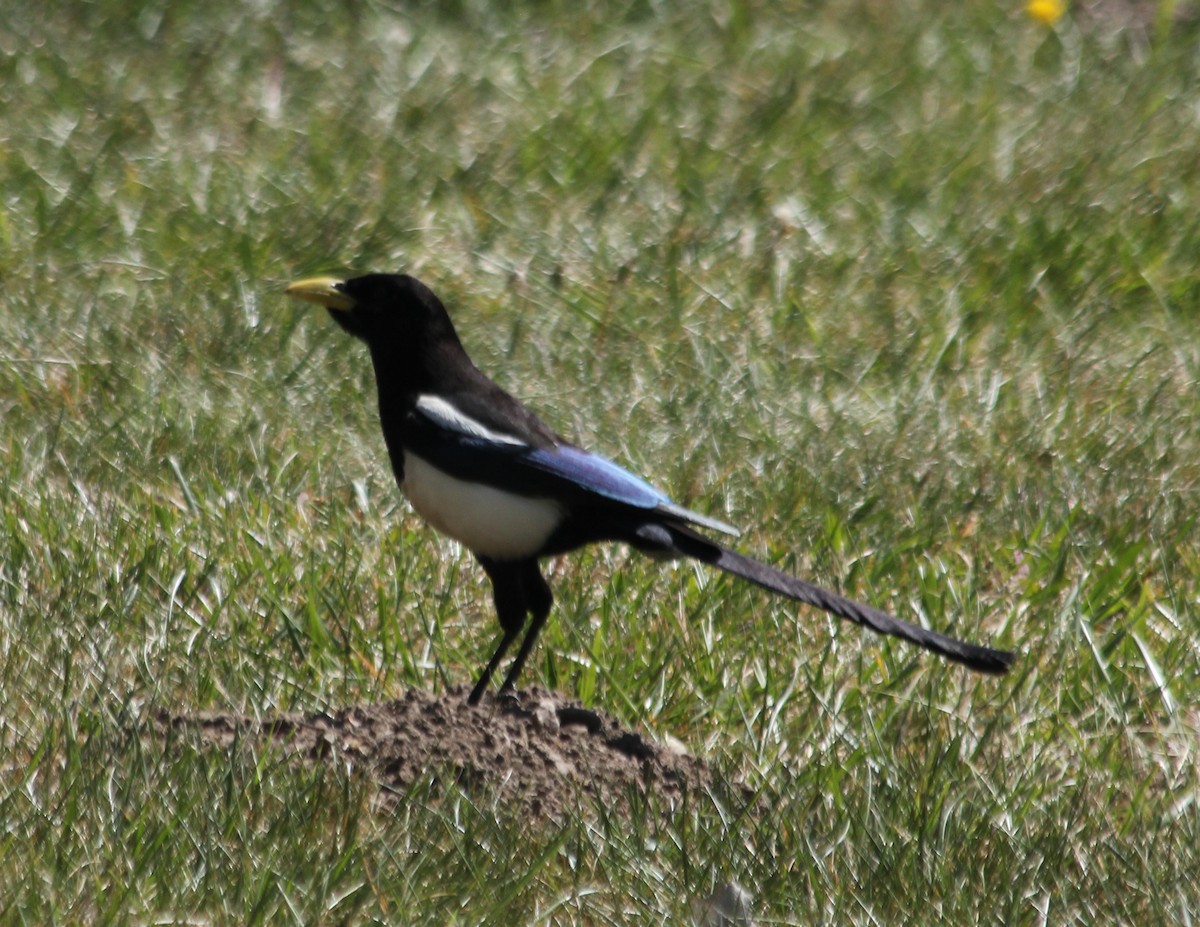 Yellow-billed Magpie - ML327152141