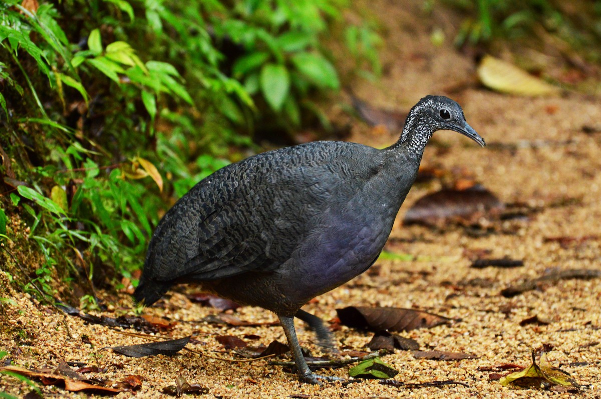 Gray Tinamou - Luis Alberto Salagaje Muela