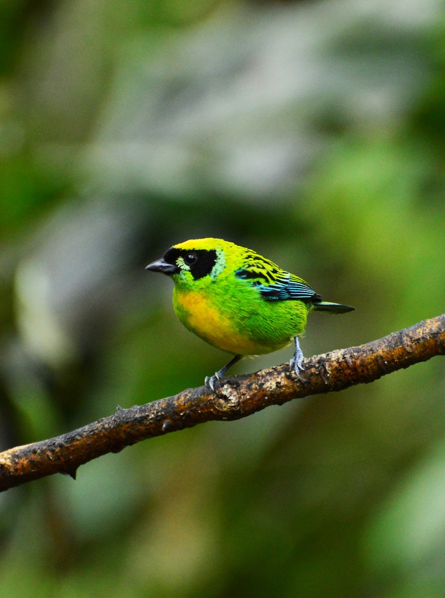 Green-and-gold Tanager - ML32715541