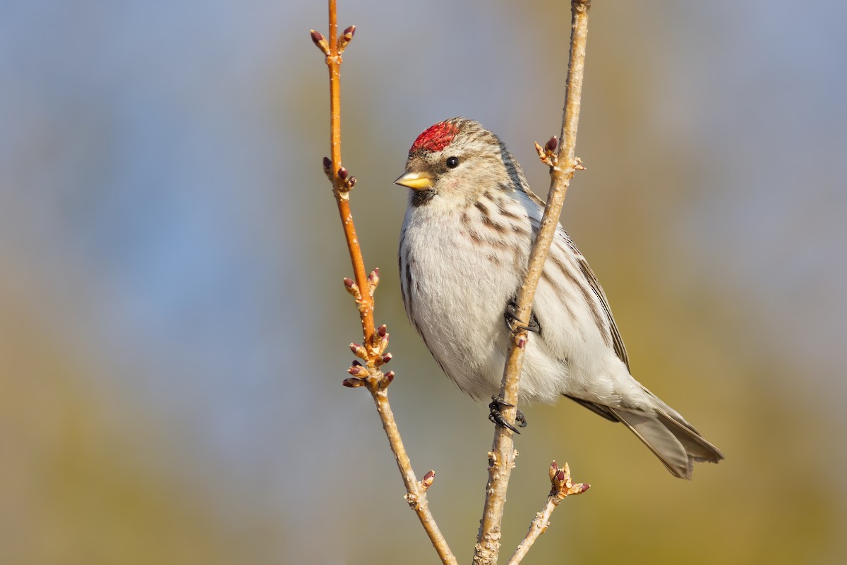 Redpoll (Common) - ML327155471