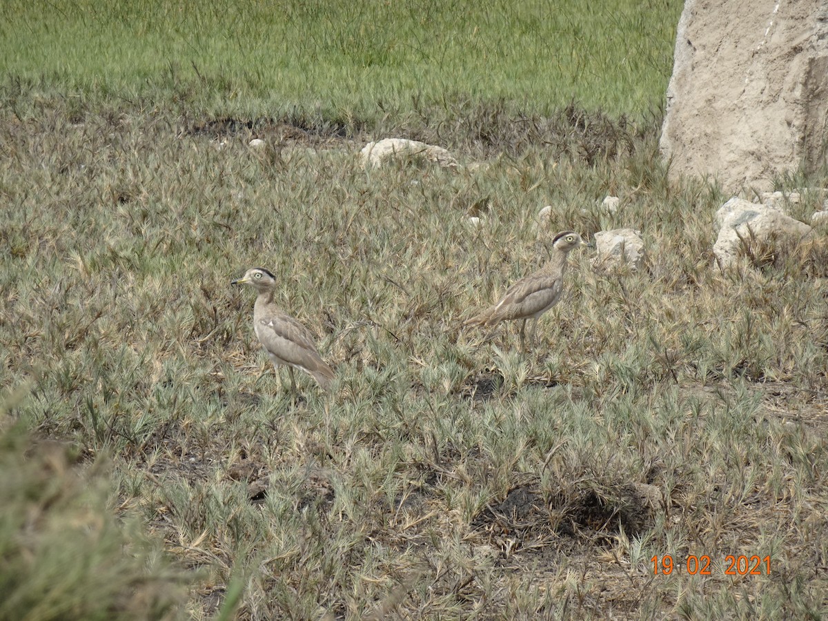 Peruvian Thick-knee - ML327156751