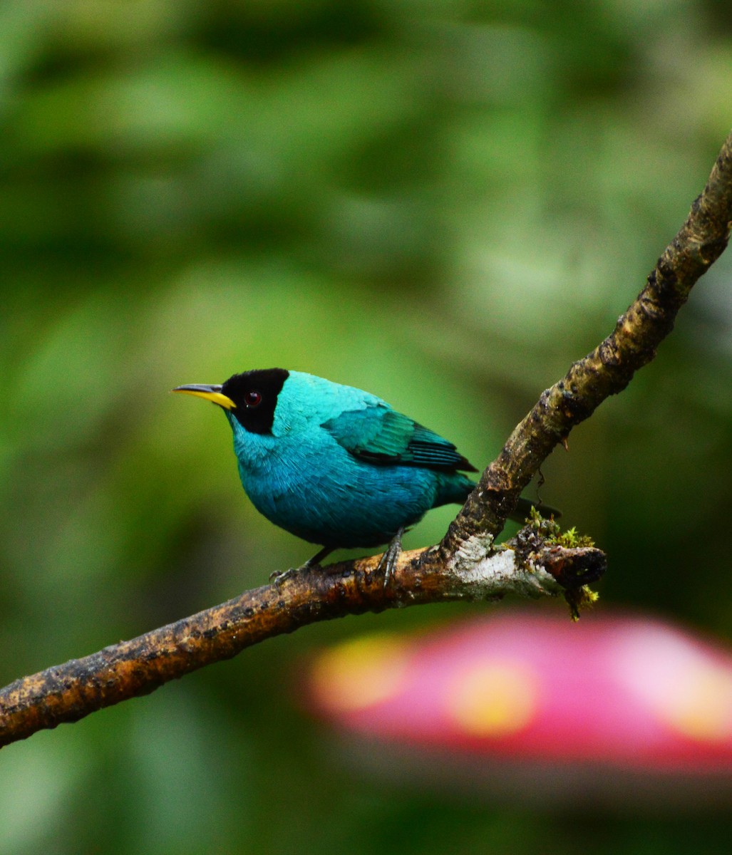 Green Honeycreeper - ML32715681