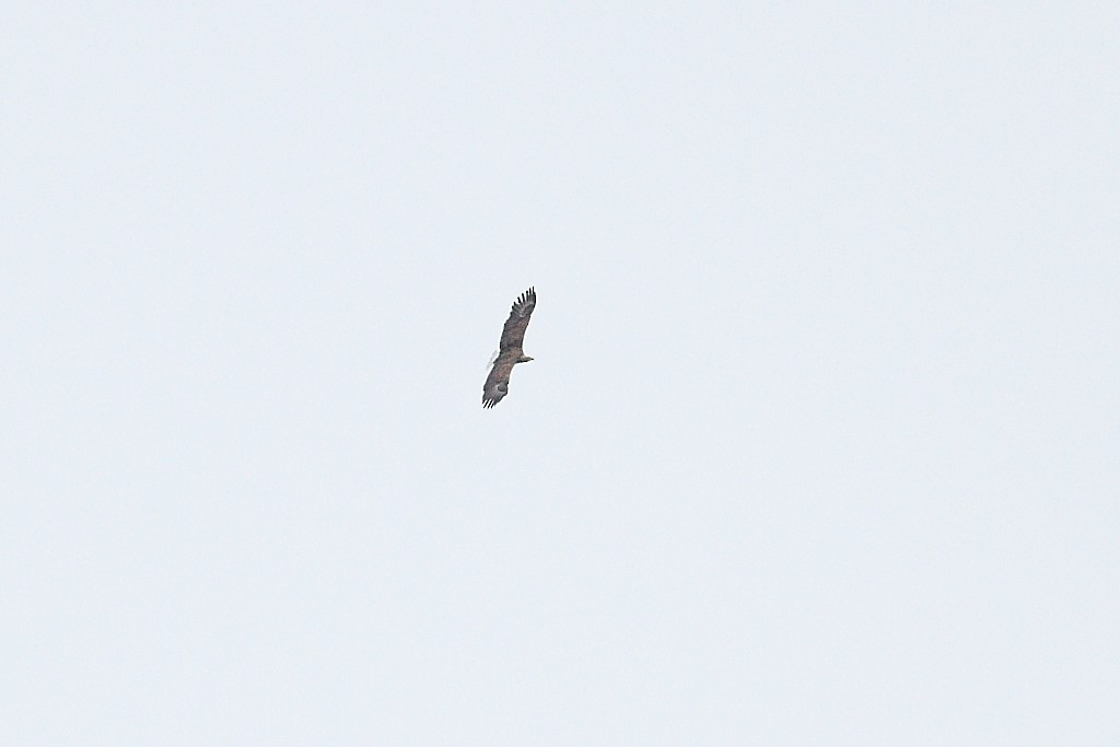 White-tailed Eagle - Snežana Panjković